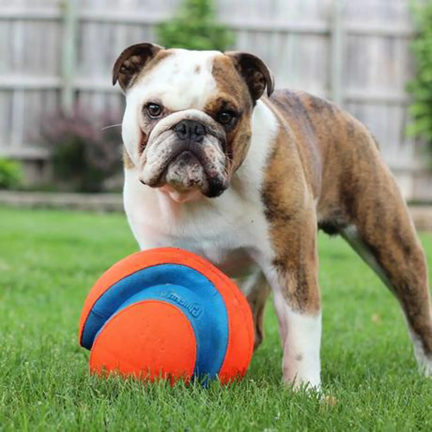 Kick-Fetch-Ball-Jouets-pour-animaux-de-compagnie-Jouet-de-course-pour-chien-Grands-accessoires-d-5