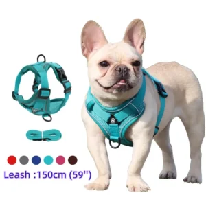 Ensemble harnais et laisse 1,5 m pour petit chien